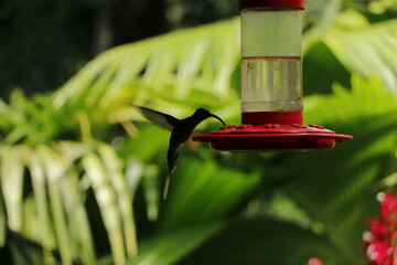 colibri bird in costa rica