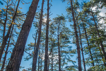 View of the tops of the pine trees in winter forest from the ground. Bottom View Wide Angle Background.