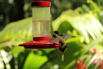 colibri bird in costa rica