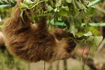 sloth in costa river nature reserve