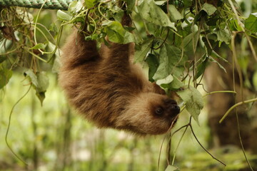 sloth in costa river nature reserve