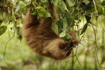 sloth in costa river nature reserve
