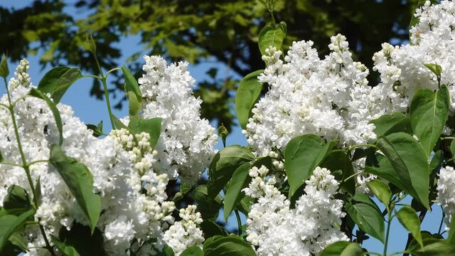 white common lilac flowering in the garden in springtime.