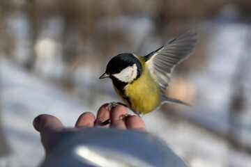 Titmouse takes seeds from her hands on a winter morning in the park.