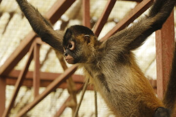 monkey in costa rica reserve