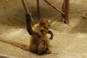 monkey in costa rica reserve
