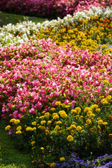 Flowers in the garden