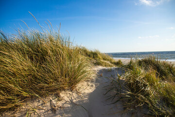 Fototapeta na wymiar Sand dunes at the North Sea
