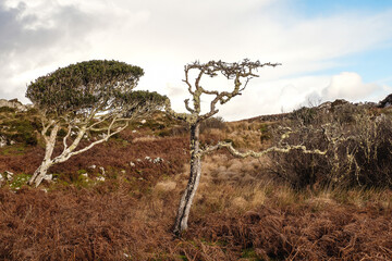 Two bent trees in a fern field. One is alive and one is dead. Dramatic nature scene in Connemara, Ireland. Life and survival in harsh conditions concept. Nobody.