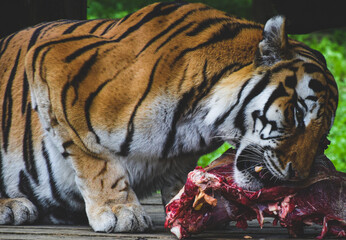 The tiger is eating