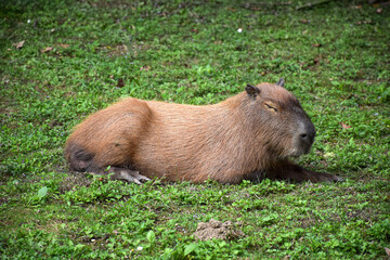 Capybara sleeps on the grass