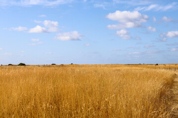 golden fields against sky
