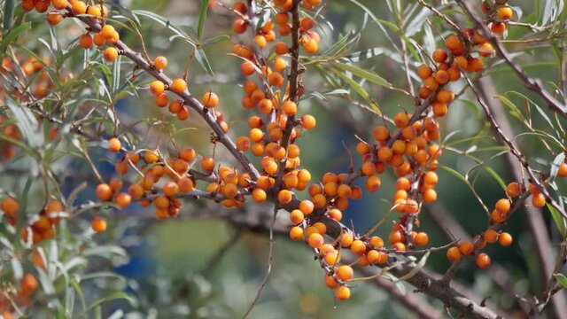 Sea buckthorn. The use of juices, compotes, wines, sea buckthorn oil. This oil is used in medicine and cosmetology. Selective focus