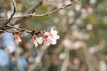 京都御苑の十月桜
