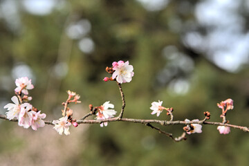 京都御苑の十月桜