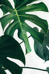 tropical green fresh leaves real monstera Vertical white background  , Monstera Plant Isolated on White Background © minicase