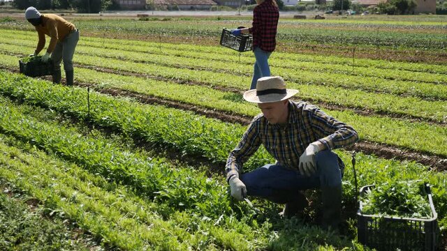 Male gardener in straw hat harvesting fresh arugula using knife at the farm field. High quality 4k footage