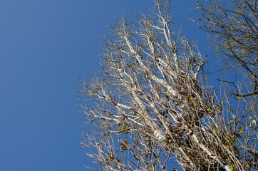 Trees against a blue spring sky. The branches of a poplar tree w