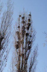 Crows' Nests. The wind sways Tall poplar trees with many birds'