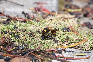 スズバチ・食事・日本・九州