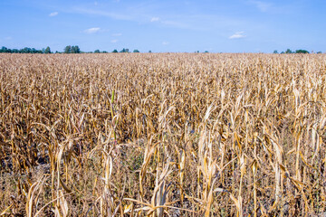 Ein vertrocknetes Maisfeld im Sommer.