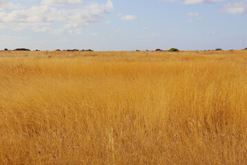 golden field