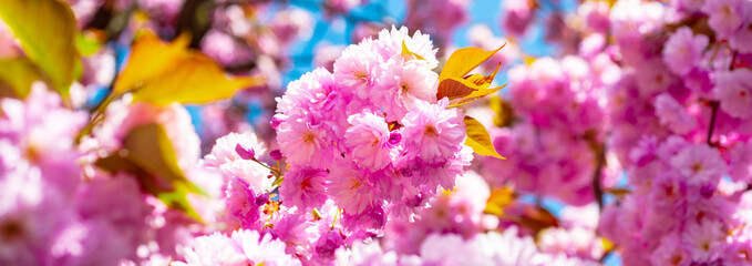 Spring banner, blossom background. Daisy flower, flowering daisy flowers in meadow. © Volodymyr