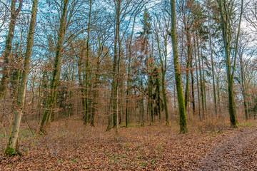 Obraz premium Trees with fallen leaves inside Bamboesch forest in Strassen Luxembourg