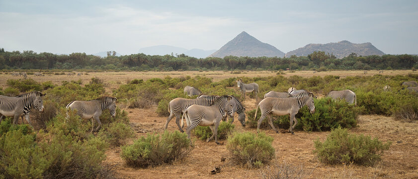 Grévy's zebras, Equus grevyi, in the Samburu National Reserve in Kenya.