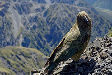 red tailed hawk