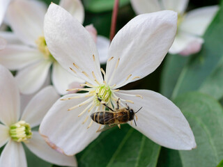 bee & white flower