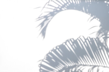 Shadow of plam leave on white cement wall background with copy space