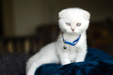 white kitten scottish fold sitting