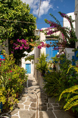 Flowers along the path through Prodromos, Paros, Greece