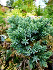 Naklejka na ściany i meble Juniperus communis. Branches with gray needles. Summer sunny day