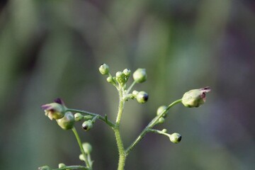 close up of leaves