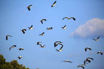 storks flying