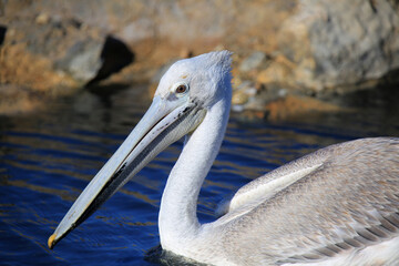 pelican