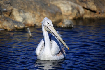 pelican