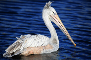 pelican