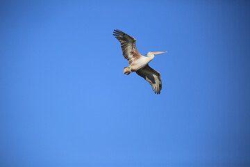 pelican