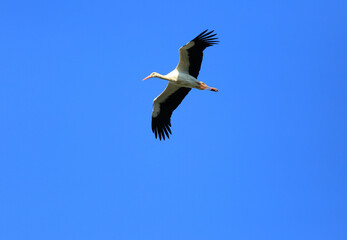 storks flying