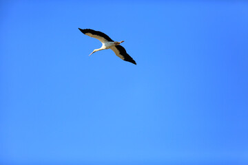 storks flying