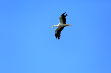 storks flying