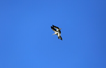 storks flying