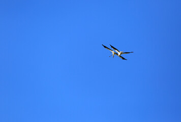 storks flying