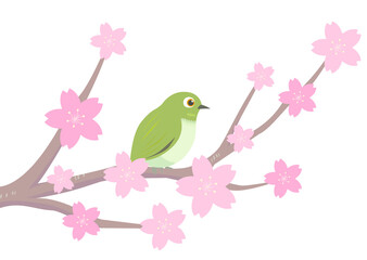 桜に止まるメジロ