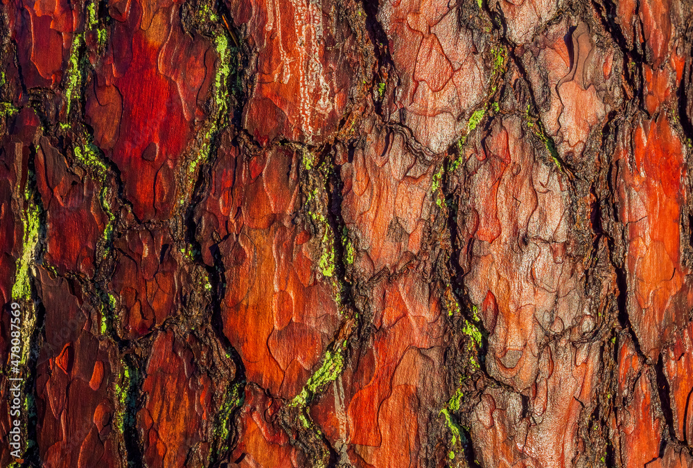 Wall mural red old tree rough bark. trunk texture contrasts in sunny daylight.