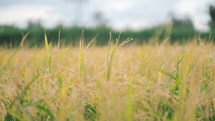 grass in the wind