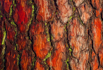 Red old tree rough bark. Trunk texture contrasts in sunny daylight.